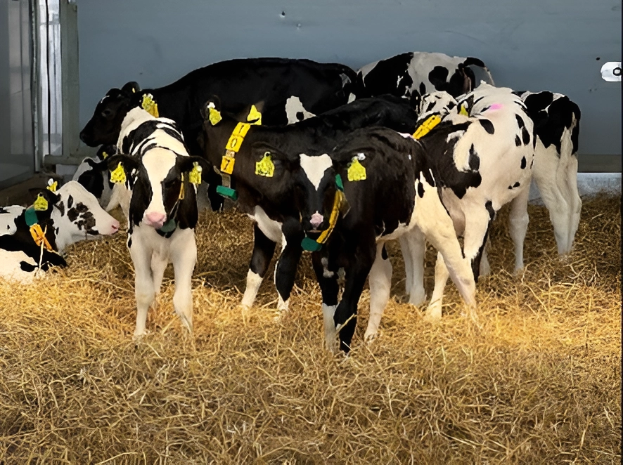 Kälber im Milchviehstall